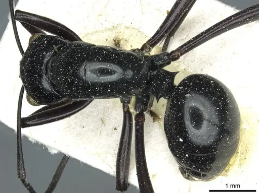 Polyrhachis wagneri specimen CASENT0912109 image casent0912109_1