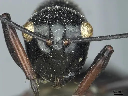 Polyrhachis wagneri specimen CASENT0912109 image casent0912109_2
