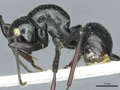 Polyrhachis wagneri specimen CASENT0912109 image casent0912109_3