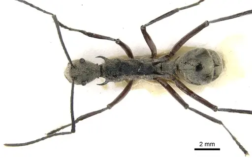 Polyrhachis waigeuensis specimen CASENT0903358 image casent0903358_1