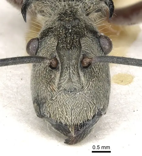 Polyrhachis waigeuensis specimen CASENT0903358 image casent0903358_2