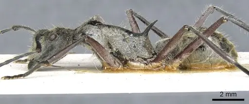 Polyrhachis waigeuensis specimen CASENT0903358 image casent0903358_3