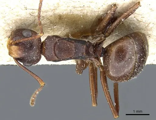 Polyrhachis wallacei specimen CASENT0905554 image casent0905554_1