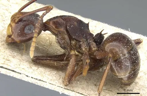 Polyrhachis wallacei specimen CASENT0905554 image casent0905554_3