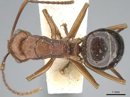 Polyrhachis wallacei specimen CASENT0906572 image casent0906572_1
