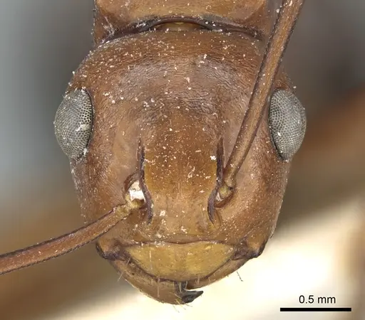 Polyrhachis wallacei specimen CASENT0906572 image casent0906572_2