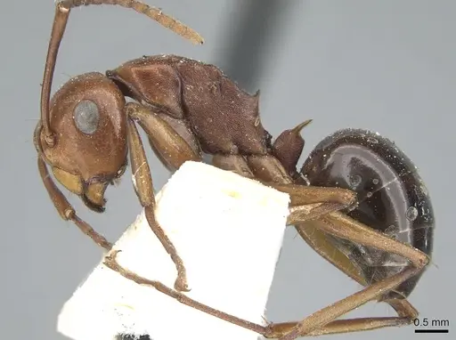 Polyrhachis wallacei specimen CASENT0906572 image casent0906572_3