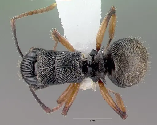 Polyrhachis wamuki specimen CASENT0009237 image casent0009237_1