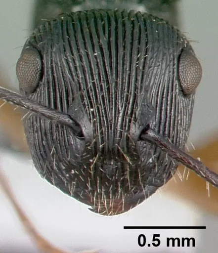 Polyrhachis wamuki specimen CASENT0009237 image casent0009237_2