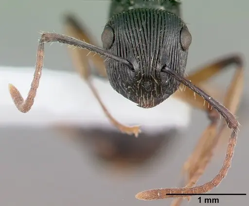 Polyrhachis wamuki specimen CASENT0009237 image casent0009237_3