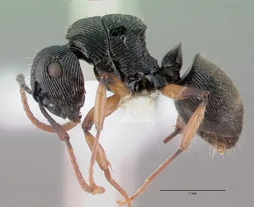 Polyrhachis wamuki specimen CASENT0009237 image casent0009237_4