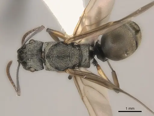 Polyrhachis wardi specimen CASENT0217442 image casent0217442_1
