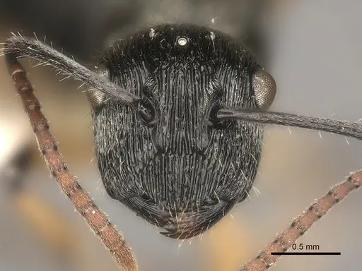 Polyrhachis wardi specimen CASENT0217442 image casent0217442_2