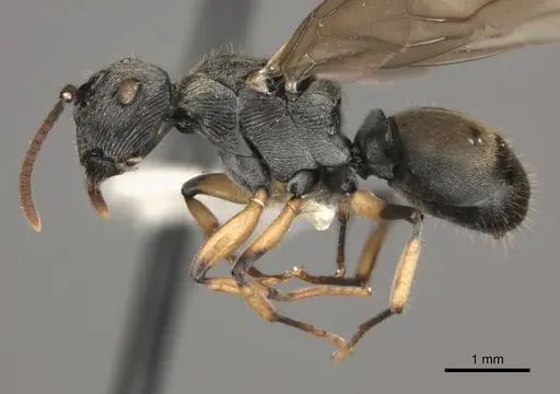 Polyrhachis wardi specimen CASENT0217442 image casent0217442_3