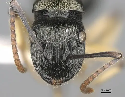 Polyrhachis wardi specimen CASENT0217443 image casent0217443_2