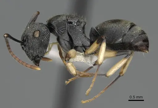 Polyrhachis wardi specimen CASENT0217443 image casent0217443_3