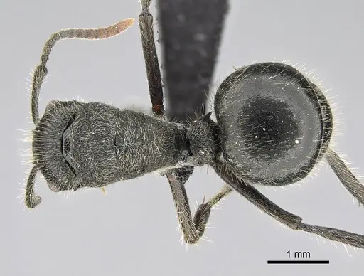 Polyrhachis weissi specimen CASENT0098360 image casent0098360_1