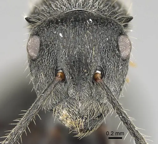 Polyrhachis weissi specimen CASENT0098360 image casent0098360_2