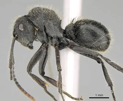 Polyrhachis weissi specimen CASENT0098360 image casent0098360_3