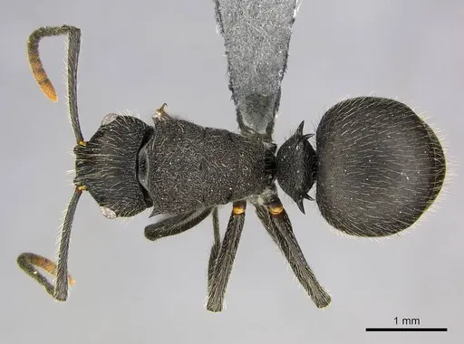 Polyrhachis weissi specimen CASENT0250029 image casent0250029_1
