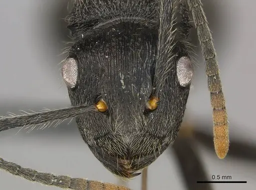 Polyrhachis weissi specimen CASENT0250029 image casent0250029_2