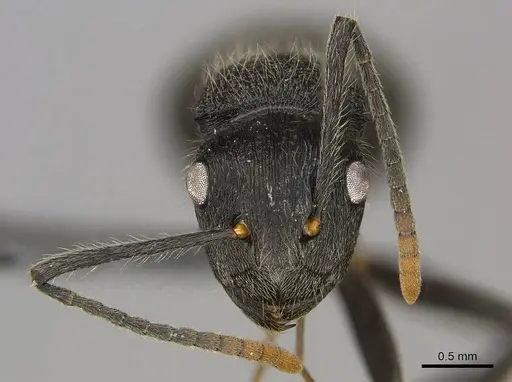 Polyrhachis weissi specimen CASENT0250029 image casent0250029_3
