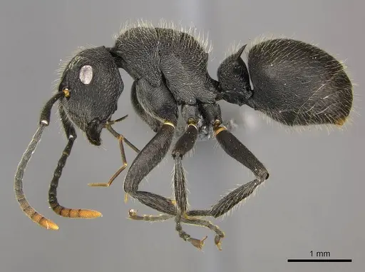 Polyrhachis weissi specimen CASENT0250029 image casent0250029_4