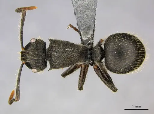 Polyrhachis weissi specimen CASENT0250032 image casent0250032_1