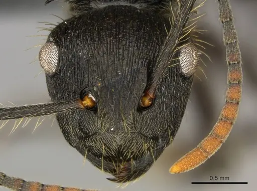 Polyrhachis weissi specimen CASENT0250032 image casent0250032_2