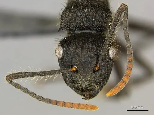 Polyrhachis weissi specimen CASENT0250032 image casent0250032_3