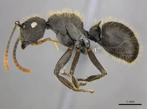 Polyrhachis weissi specimen CASENT0250032 image casent0250032_4