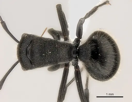 Polyrhachis weissi specimen CASENT0403605 image casent0403605_1