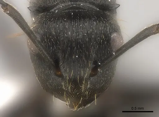 Polyrhachis weissi specimen CASENT0403605 image casent0403605_2