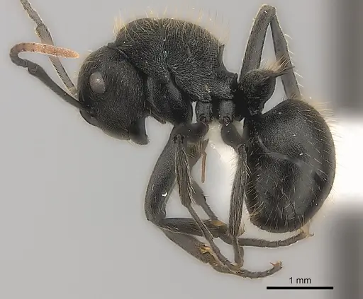 Polyrhachis weissi specimen CASENT0403605 image casent0403605_3