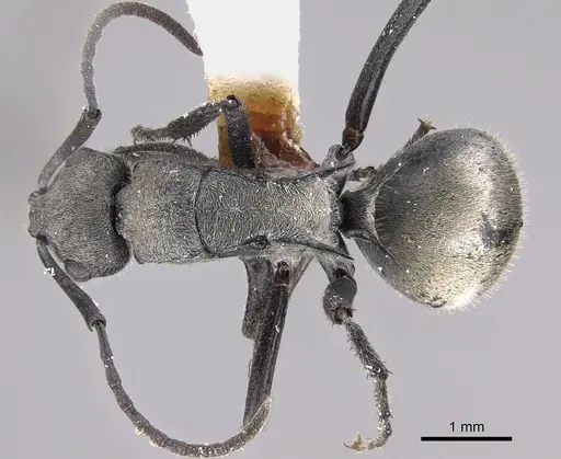 Polyrhachis weissi specimen CASENT0887787 image casent0887787_1