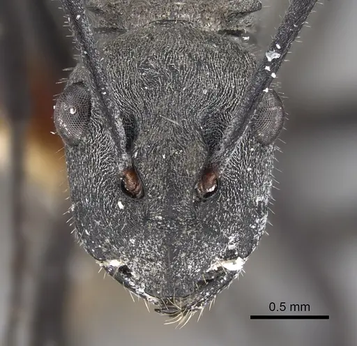 Polyrhachis weissi specimen CASENT0887787 image casent0887787_2