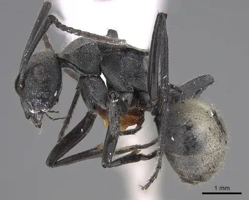 Polyrhachis weissi specimen CASENT0887787 image casent0887787_3