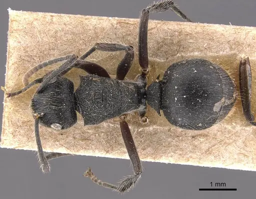 Polyrhachis weissi specimen CASENT0905623 image casent0905623_1