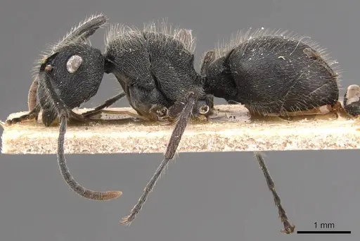 Polyrhachis weissi specimen CASENT0905623 image casent0905623_3