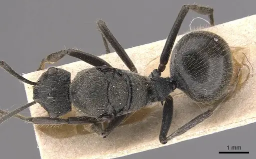 Polyrhachis weissi specimen CASENT0905624 image casent0905624_1