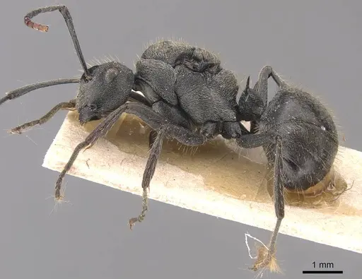 Polyrhachis weissi specimen CASENT0905624 image casent0905624_3