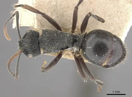 Polyrhachis weissi specimen CASENT0910955 image casent0910955_1