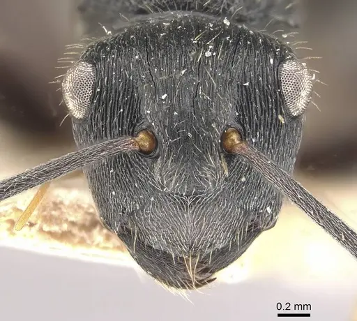 Polyrhachis weissi specimen CASENT0910955 image casent0910955_2