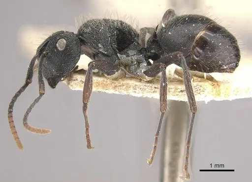 Polyrhachis weissi specimen CASENT0910955 image casent0910955_3