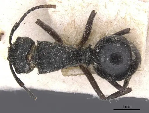 Polyrhachis weissi specimen CASENT0912142 image casent0912142_1