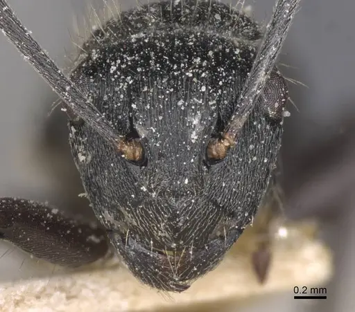Polyrhachis weissi specimen CASENT0912142 image casent0912142_2