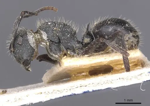 Polyrhachis weissi specimen CASENT0912142 image casent0912142_3
