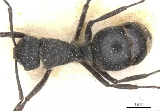 Polyrhachis weissi specimen CASENT0912143 image casent0912143_1