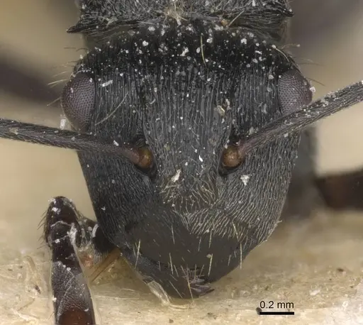 Polyrhachis weissi specimen CASENT0912143 image casent0912143_2