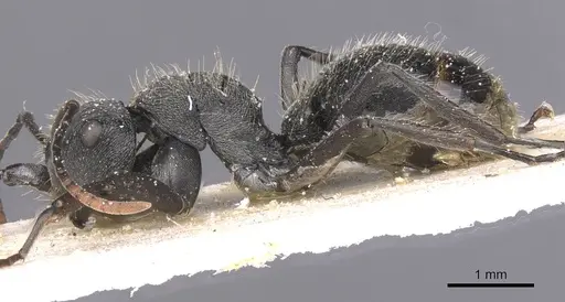 Polyrhachis weissi specimen CASENT0912143 image casent0912143_3